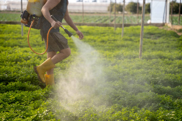 Best Affordable Pest Control Services  in Taylor, AL